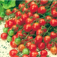 tomatini-malinowy-kapturek